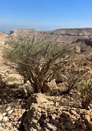 wild omani frankincense - jabal raqbit (5)4